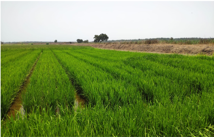 arroz_ arroz_